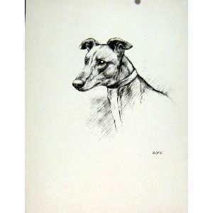  Fine Art Sketch Pencil Drawing Beautiful Dog Hound Old 