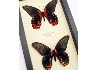 HUGE BLACK RED PAIR REAL FRAMED BUTTERFLY 138p  