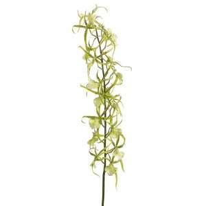  32 Brassia Orchid Spray Two Tone Green (Pack of 6)