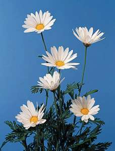 SHASTA DAISY SILVER PRINCESS 35 SEEDS ONLY 12 15IN TALL  