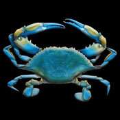 Blue Crab 3d T Shirt Crabs Tee Hoodie Sweatshirt Long Sleeve Tank Top 