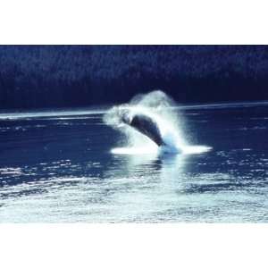  Humpback whale breaching 16X24 Canvas Giclee