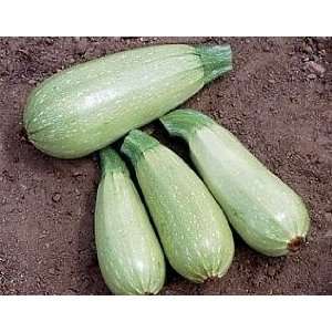  Mid East Cousa Magda Squash 15 Seeds   Veggie Patio, Lawn 