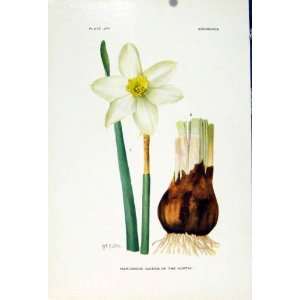  Narcissus Queen Of The North Flower Plant C1929 Print 