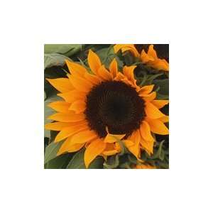  Zohar F 1 Sunflower   25,000 seeds Patio, Lawn & Garden