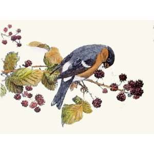 Bullfinch Etching Austen, Winifred Animals, Dogs Birds Engraving 
