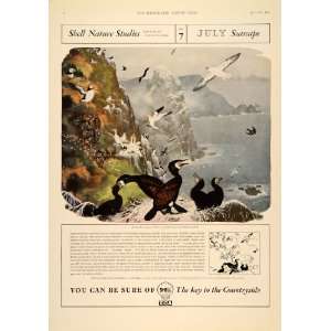   Cormorant Guillemot Puffin UK   Original Print Ad