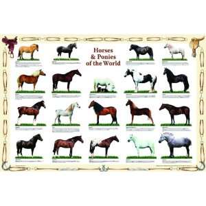  Safari LTD Horses and Ponies of the World Laminated Poster 