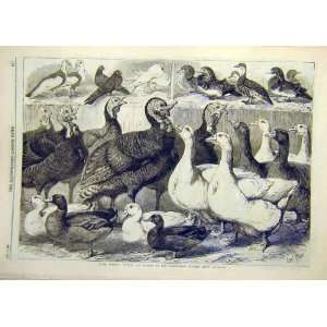    1869 Prize Turkeys Ducks Pigeons Birmingham Poultry