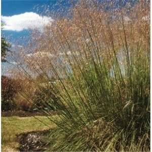 Giant Feather Grass (Stipa gigantea) Patio, Lawn & Garden