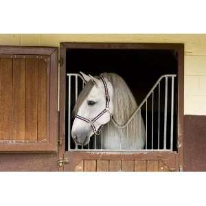  Saddlesmith of Texas Steinhoff Breastcollar   Natural Gold 