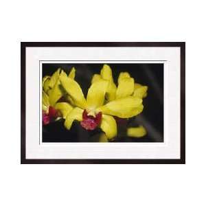  Cattleya Orchid Phuket Thailand Framed Giclee Print