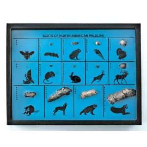 Nasco   Scats of North America Wildlife  Industrial 