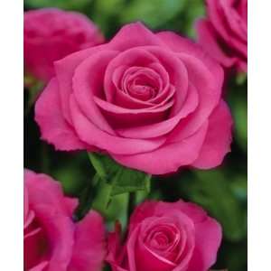  Curly Pink Sub Zero Rose By Collections Etc Patio, Lawn 