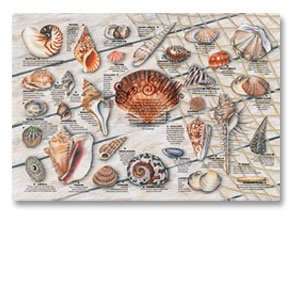  Hoffmaster 901 CC3 Seashell Placemat