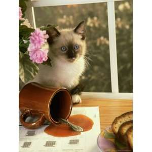  Siamese Kitten, after Spilling Cup of Coffee Premium 