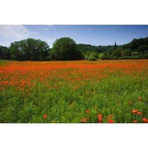  Poppy Field, Chiusi, Italy   Peel and Stick Wall Decal by 