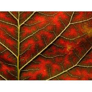  Backlit, Close up of a Smoke Tree Leaf, Cotinus Coggygria 