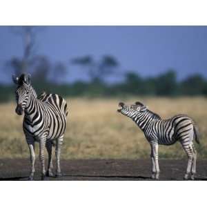  Plains Zebra Mother and Colt, Marabou Pan, Savuti Marsh 