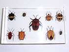 insect collections  