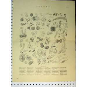   C1890 Infusoria Genera Species Antique Print Organisms