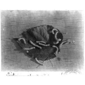  Silkworms about 18 days old,on leaf,c1895,Silk Industry 
