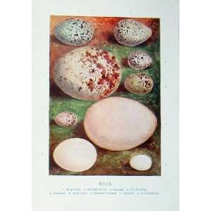   1901 Swaysland Wild Birds Eggs Ouzel Buzzard Bunting