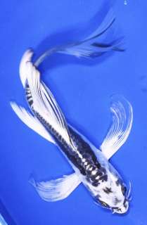   we offer the best Koi, Butterfly Koi and customer service on 