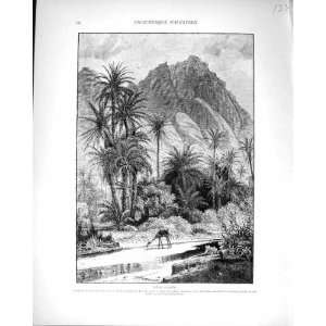  Palestine 1881 Wady Feiran Sidr Trees Sinai Palm Trees 