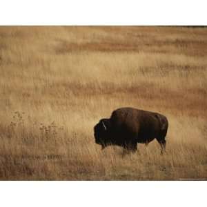  An American Bision in Golden Grassland, National Bison 