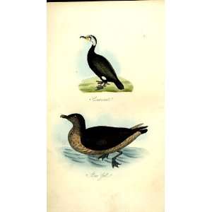   Cormorant Skua Gull Feathered Tribes 1841 Mudie Birds