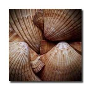  Macro Shells Vi Giclee Print