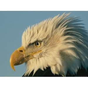  Profile View of a Bald Eagle National Geographic 