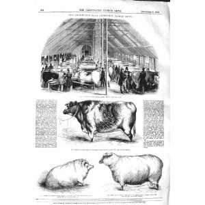  1843 SMITHFIELD CATTLE SHOW OX HOBMAN GRANTHAM SHEEP