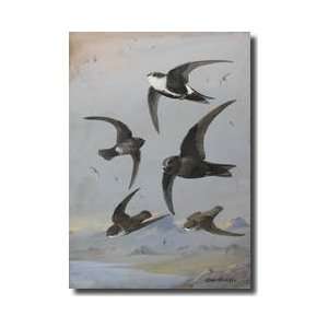  Several Species Of Swift Flying Together Giclee Print 