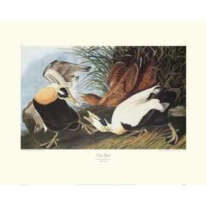  John James Audubon   Eider Duck