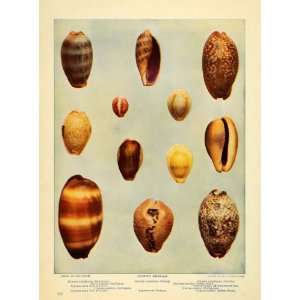  1903 Print Cowry Shells Young Europe Seashell Marine 