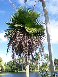 Rare Copernica macroglossa Live Palm Tree Seedling  
