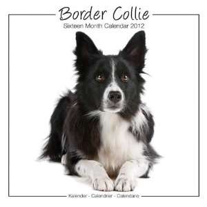  Dog Calendars Border Collie (Studio)   16 Month   11.7x11.7 
