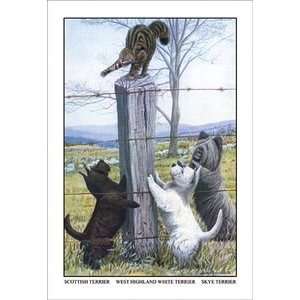 Scottish Terrier, West Highland Terrier, Skye Terrier 