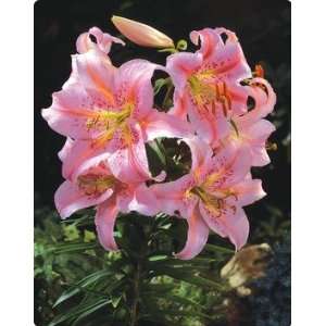    Oriental Lily Josephine 3 bulbs potted plant Patio, Lawn & Garden