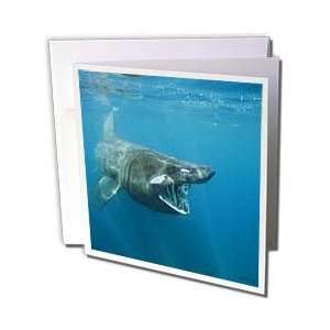  VWPics Sharks   Black Basking shark (Cetorhinus maximus 