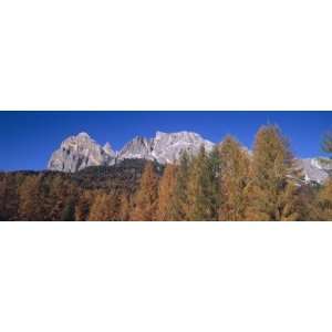  Larch Trees with Mountains in the Background, Passo Sella 