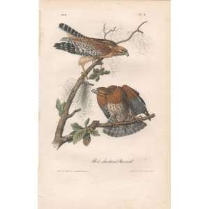   shouldered Hawk   Original Audubon 1st Edition Octavo