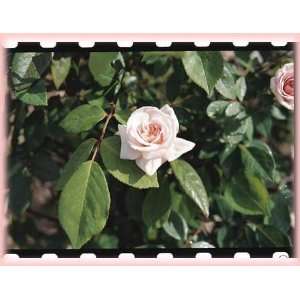  Cecile Brunner Cl (Rosa Climbing)   Bare Root Rose Patio 
