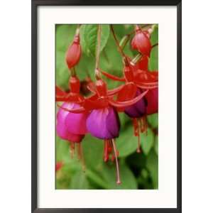  Fuchsia Brutus (Ladys Eardrops) Framed Photographic 