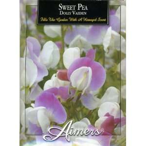  Aimers 3299 Sweet Pea Dolly Varden (Lavender & White) Seed 