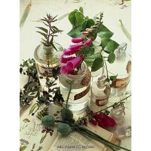 Plants used for herbal medicine andamp;amp; Culpeperandamp;apos;s book 