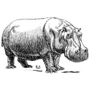   inch x 4 inch Gloss Stickers Line Drawing Hippopotamus
