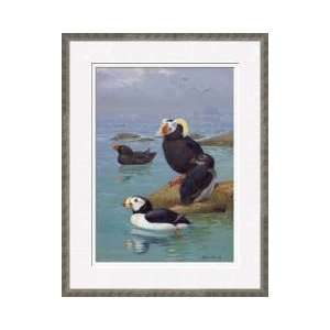  Tufted Puffins And Horned Puffins Framed Giclee Print 